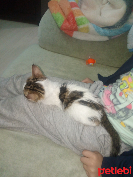Tekir Kedi, Kedi  Mia fotoğrafı