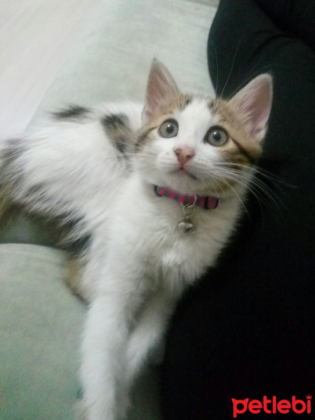 Tekir Kedi, Kedi  Mia fotoğrafı