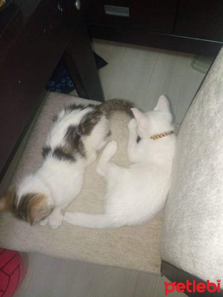 Tekir Kedi, Kedi  Mia fotoğrafı