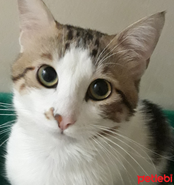 Tekir Kedi, Kedi  Mia fotoğrafı