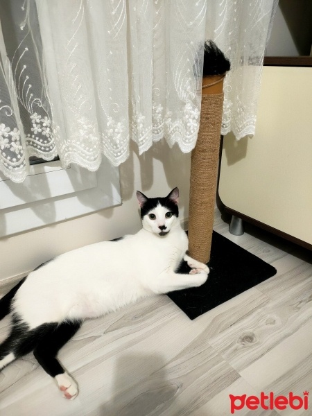 Tekir Kedi, Kedi  FİKO fotoğrafı