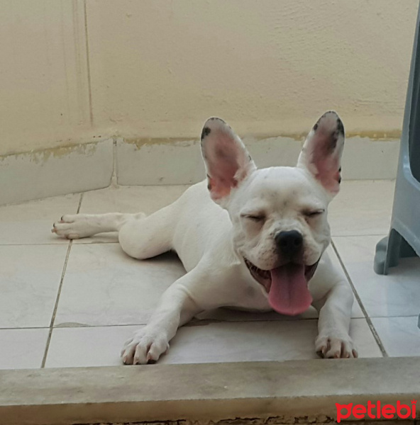 Fransız Bulldog, Köpek  Lili fotoğrafı