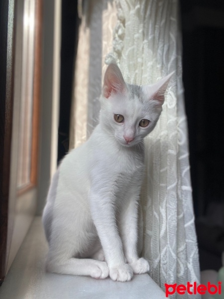 Tekir Kedi, Kedi  Sütlaç fotoğrafı
