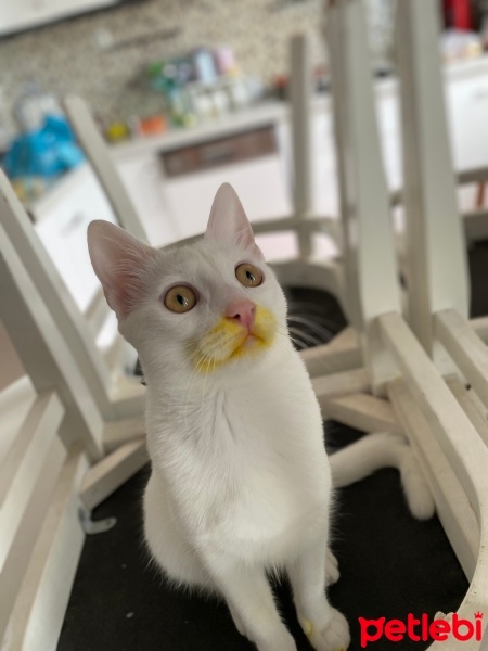 Tekir Kedi, Kedi  Sütlaç fotoğrafı