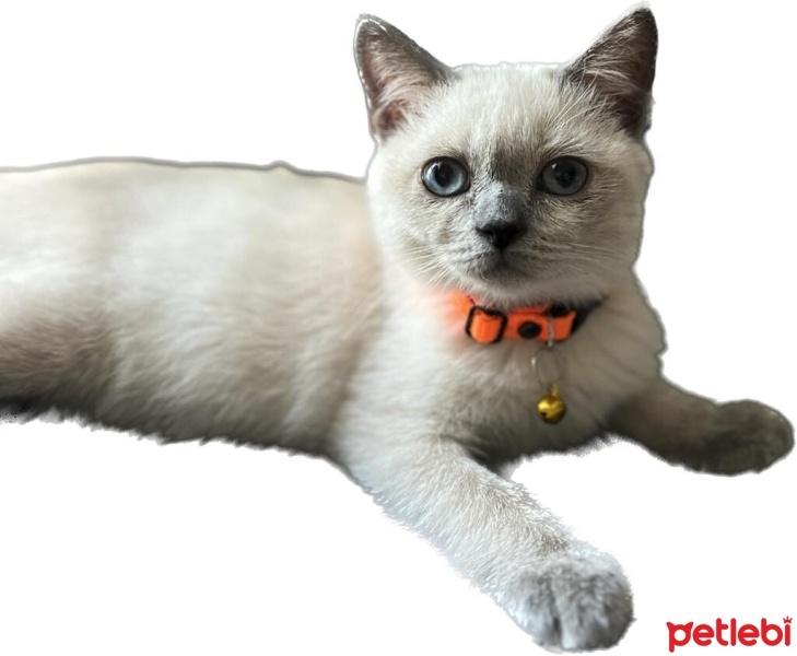 British Shorthair, Kedi  Tarçın fotoğrafı