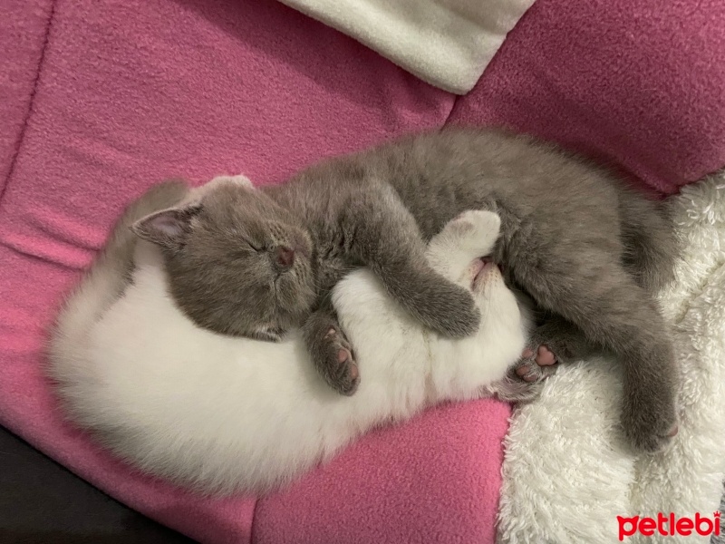 British Shorthair, Kedi  Duman fotoğrafı