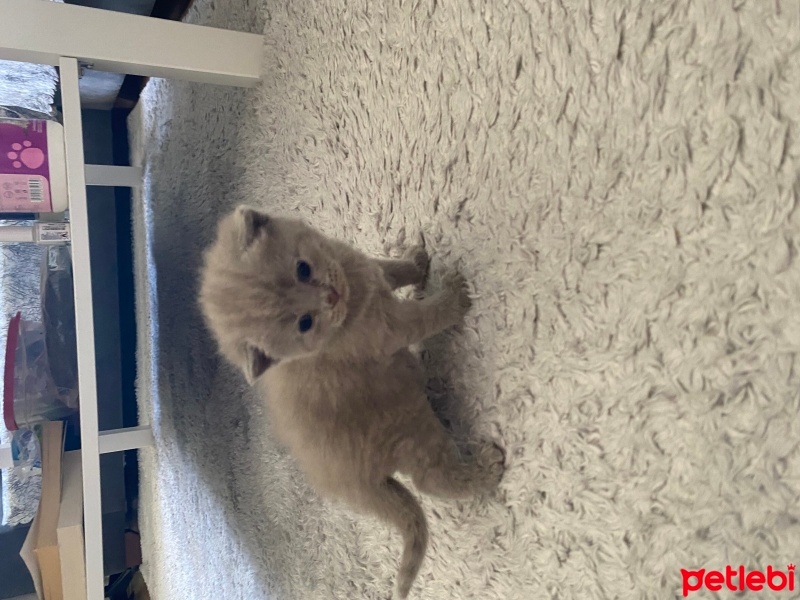 British Shorthair, Kedi  Duman fotoğrafı