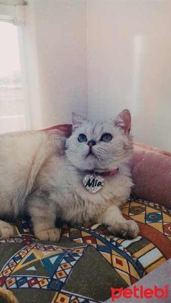 British Shorthair, Kedi  Mia fotoğrafı