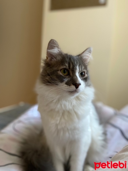 Maine Coon, Kedi  İncir fotoğrafı