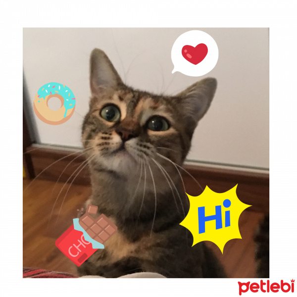 Tekir Kedi, Kedi  Rocco fotoğrafı