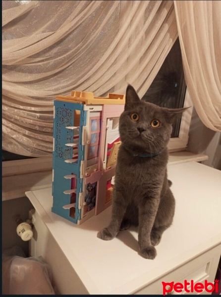 British Shorthair, Kedi  Duman fotoğrafı