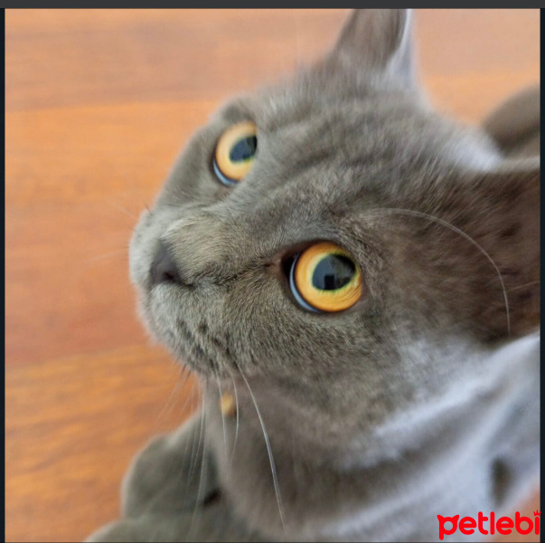 British Shorthair, Kedi  Duman fotoğrafı