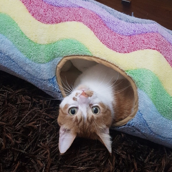 Sarman, Kedi  Hamur fotoğrafı