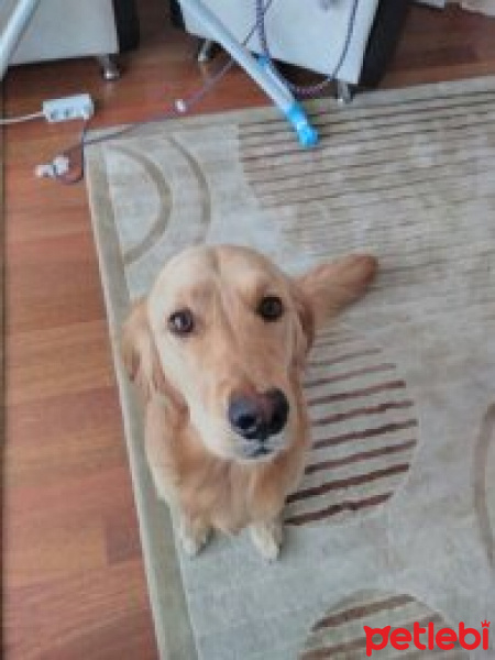 Golden Retriever, Köpek  ASİL fotoğrafı