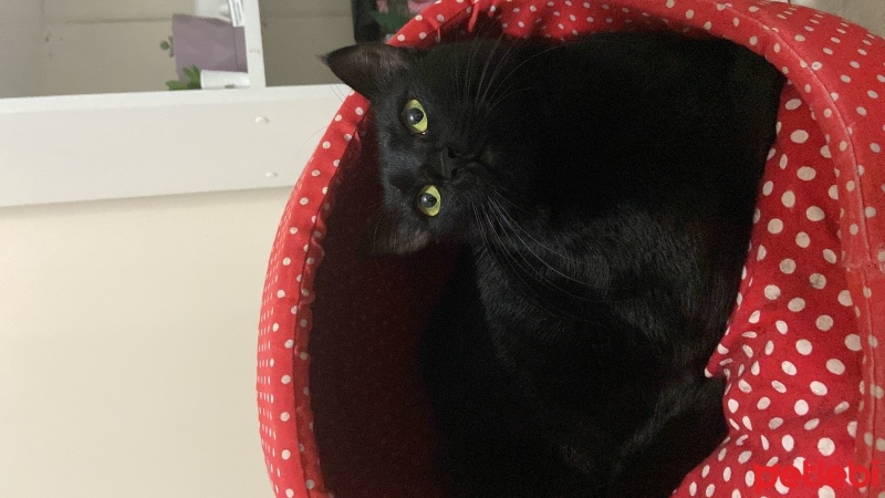 Bombay, Kedi  Luna fotoğrafı