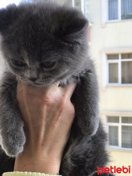 British Shorthair, Kedi  Bıdık fotoğrafı