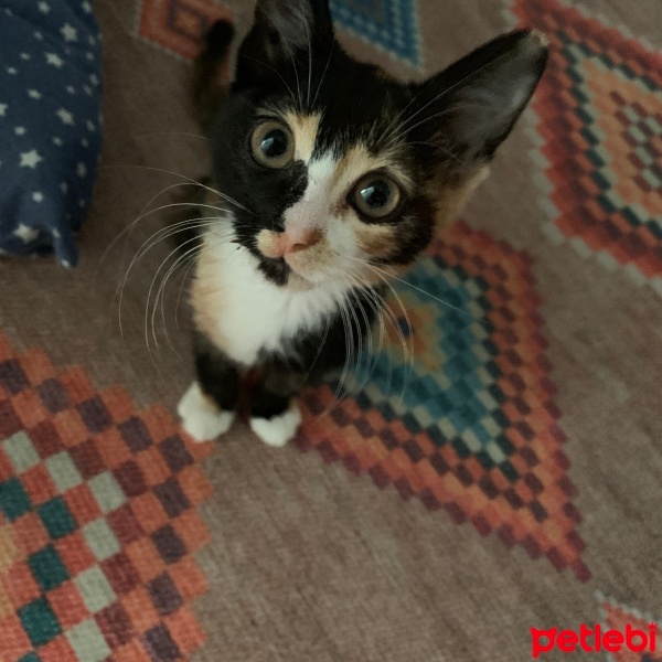 Tekir Kedi, Kedi  Hurma fotoğrafı