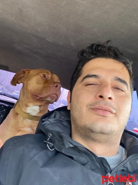 Amerikan Staffordshire Terrier, Köpek  Rüzgar fotoğrafı