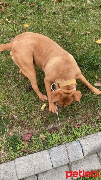 Amerikan Staffordshire Terrier, Köpek  Rüzgar fotoğrafı