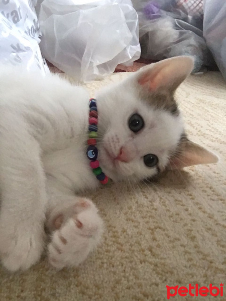 Tekir Kedi, Kedi  Boncuk fotoğrafı