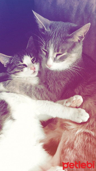 Tekir Kedi, Kedi  Boncuk fotoğrafı