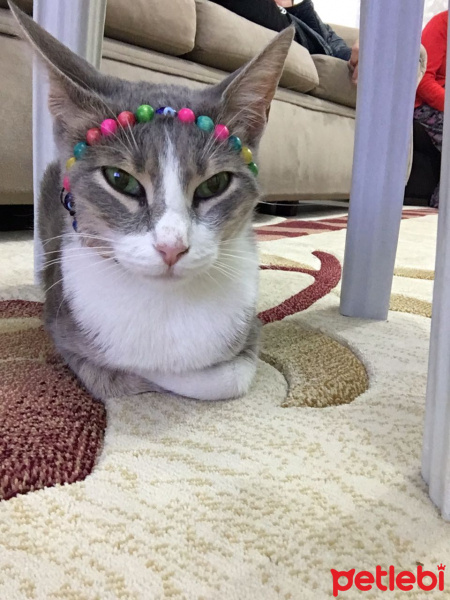 Tekir Kedi, Kedi  Boncuk fotoğrafı