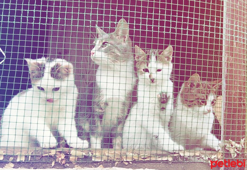 Tekir Kedi, Kedi  Boncuk fotoğrafı