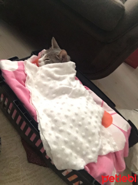 Tekir Kedi, Kedi  Boncuk fotoğrafı