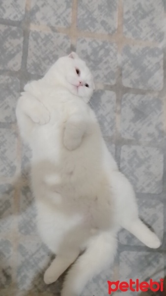 Scottish Fold, Kedi  Bulut fotoğrafı
