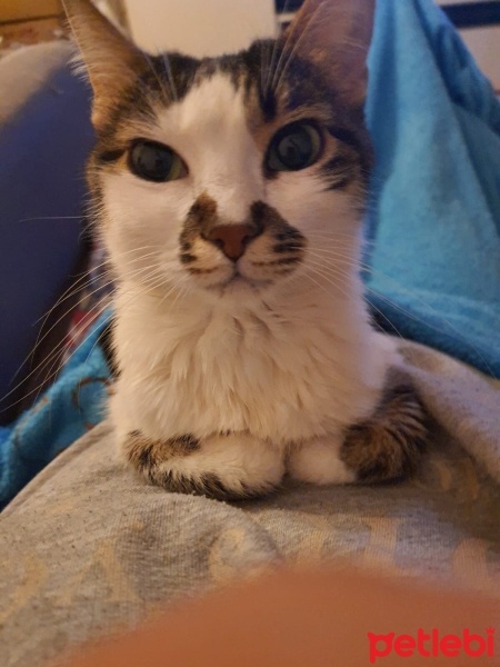 Tekir Kedi, Kedi  Arya fotoğrafı