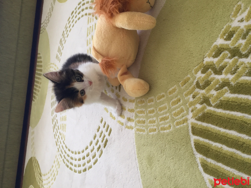 Tekir Kedi, Kedi  Ares fotoğrafı