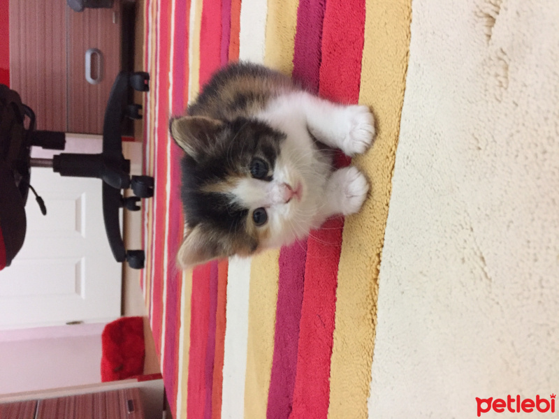 Tekir Kedi, Kedi  Ares fotoğrafı