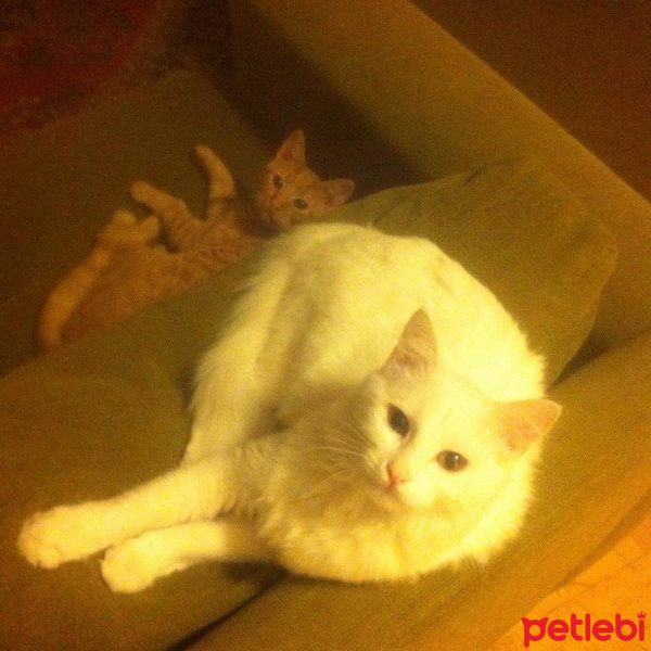 Tekir Kedi, Kedi  cat ve fıstık fotoğrafı