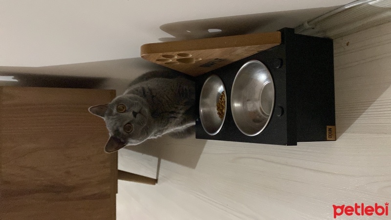 British Shorthair, Kedi  Sufle fotoğrafı