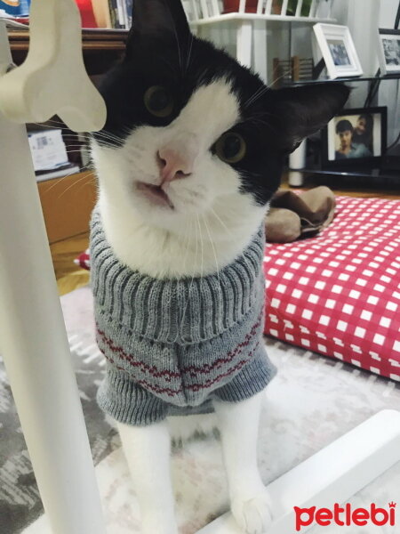 Tuxedo (Smokin) Kedi, Kedi  Oğluş fotoğrafı