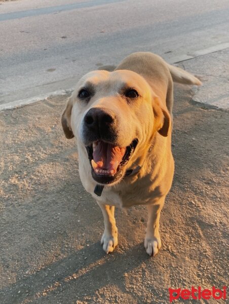 Labrador Retriever, Köpek  Angel fotoğrafı