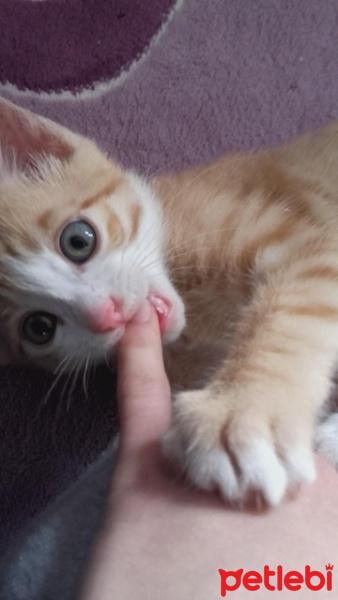 Tekir Kedi, Kedi  Müdür fotoğrafı