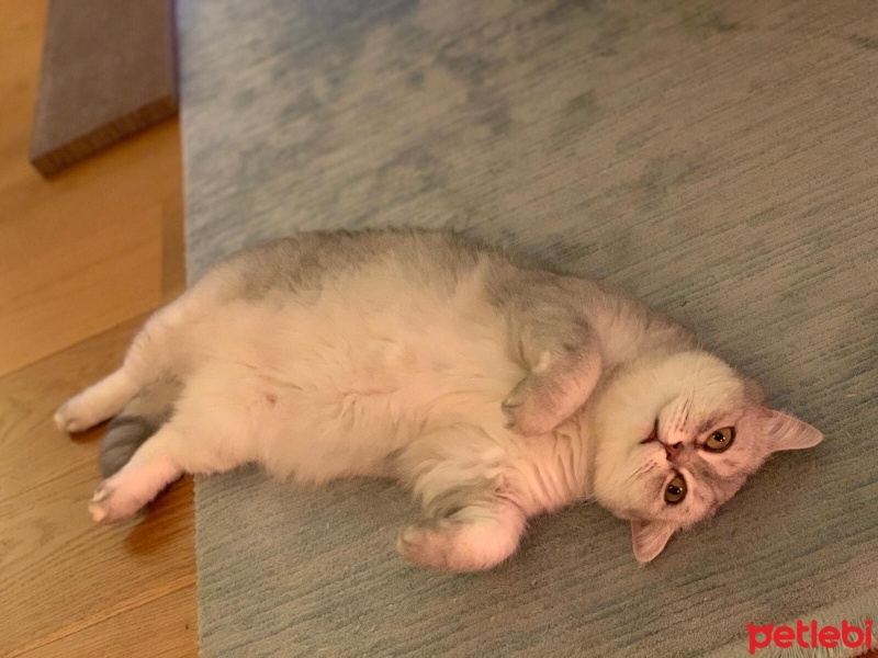 Scottish Fold, Kedi  LUNA fotoğrafı