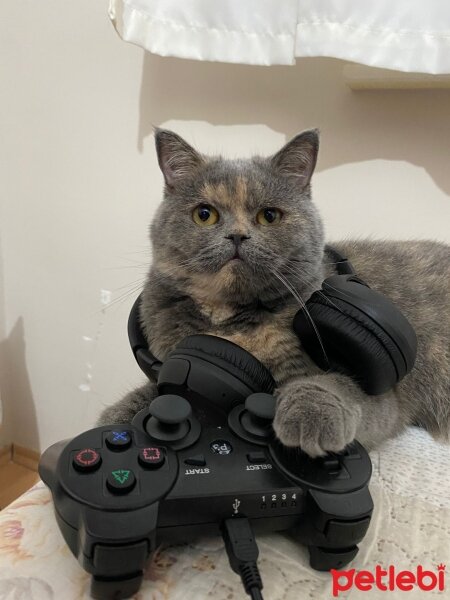 British Shorthair, Kedi  Gece fotoğrafı