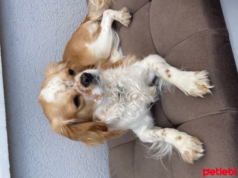 King Charles Spaniel, Köpek  Bal fotoğrafı