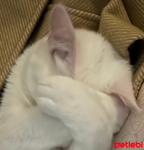 Van Kedisi, Kedi  Mia fotoğrafı