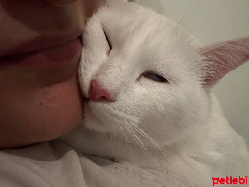 Van Kedisi, Kedi  Mia fotoğrafı
