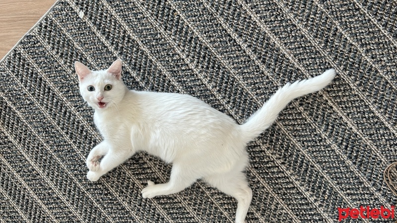 Van Kedisi, Kedi  Mia fotoğrafı