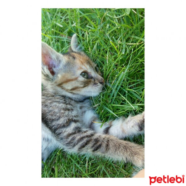 Tekir Kedi, Kedi  Mathilda fotoğrafı