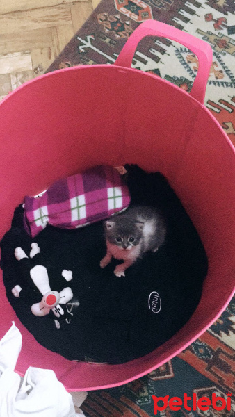 Tekir Kedi, Kedi  Boncuk fotoğrafı