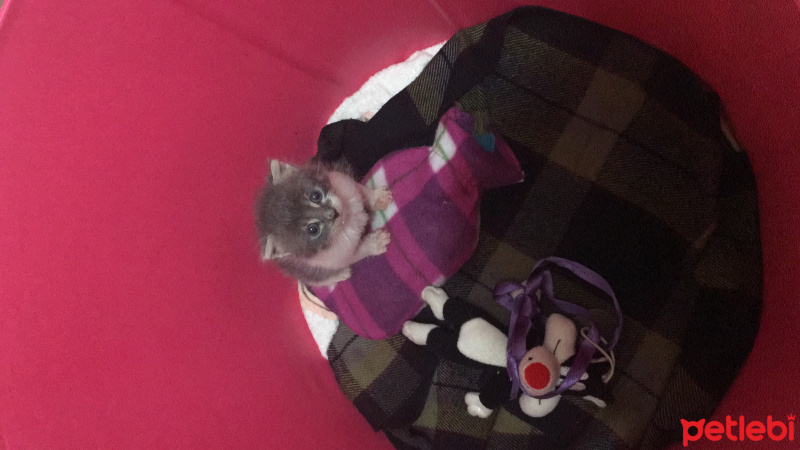 Tekir Kedi, Kedi  Boncuk fotoğrafı