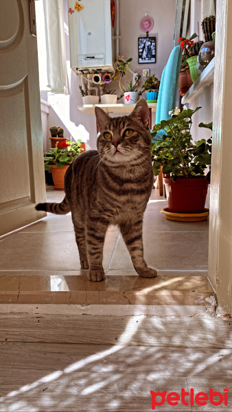 British Shorthair, Kedi  STORM fotoğrafı