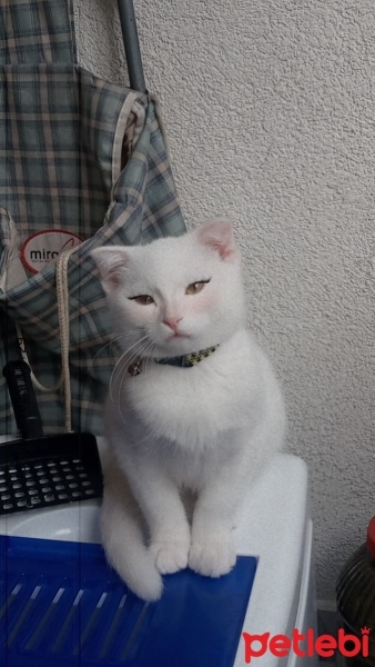 Scottish Fold, Kedi  Bulut fotoğrafı