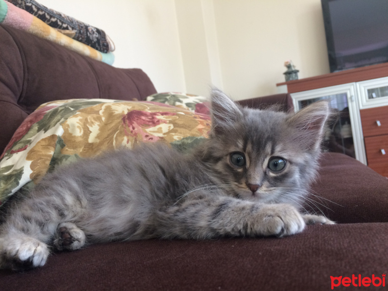 Sibirya Kedisi, Kedi  Çilek fotoğrafı