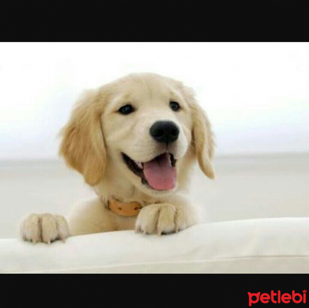 Golden Retriever, Köpek  bella fotoğrafı